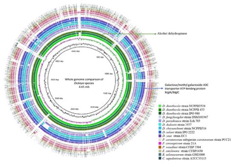 Location Of Genes Used For Specific Primer And Probe Design Within The Download Scientific