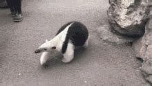 Anteater Southern Tamandua GIF – Anteater Southern Tamandua Cute ...