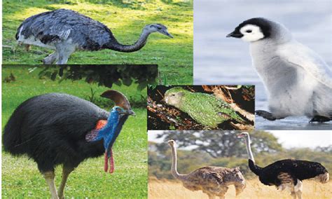 Fascinating flightless birds - Newspaper - DAWN.COM