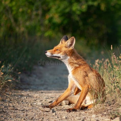 Gros Plan D Un Renard Roux Vulpes Assis Sur Un Chemin Dans La For T