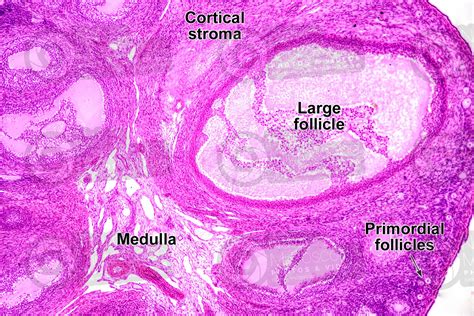 Rat Ovary Transverse Section 64x Rat Mammals Reproductive