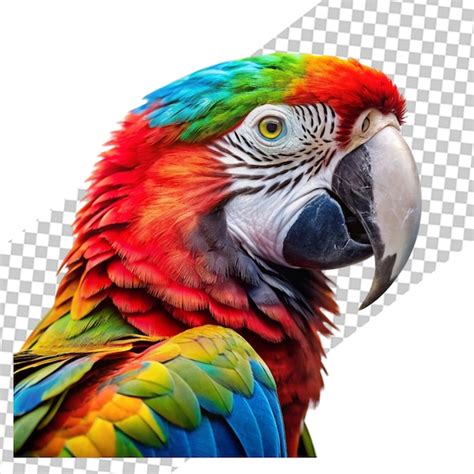 Premium Psd Realistic Macaw Parrot Isolated On Transparent Background