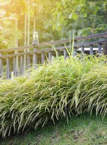 How To Grow Spider Plant Outdoors Balcony Garden Web