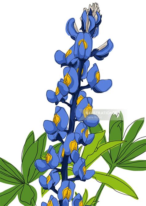 Lupinus Texensis Drawing