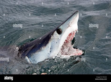 Mako Shark Isurus Oxyrinchus At Surface With Mouth Open Cape Point