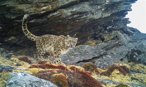 India's Groundbreaking Snow Leopard Study Counts 781 of the Big Cats