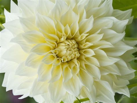 Dahlia Cafe Au Lait Supreme