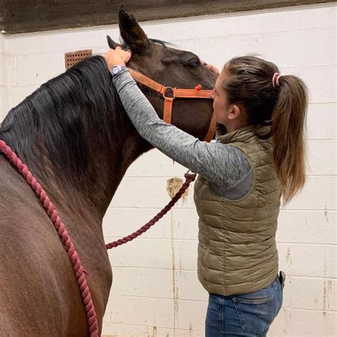 Myofascial Therapy — Jessica Limpkin Equine Massage Therapy