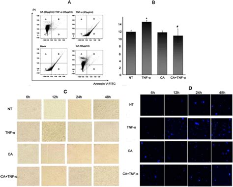 The Effect Of Ca On Apoptosis Rate Of Tnf Induced Pbmcs In Yaks