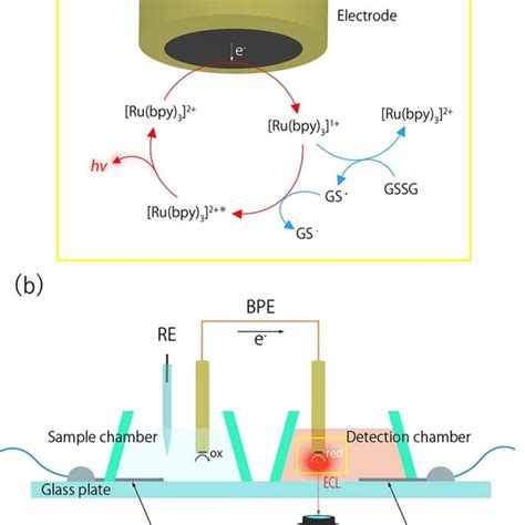 Schematic Illustration Of Ecl Generation Mechanism Of Ru Bpy Gssg