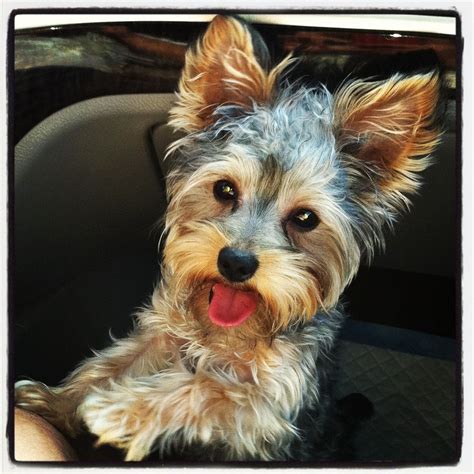 Schnorkie Schnauzeryorkie Yes Please I Want A Yorkie And Jason Wants