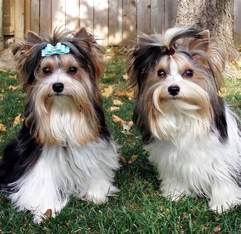 Black Yorkie Mix