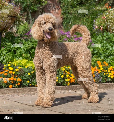 Happy Poodle Hi Res Stock Photography And Images Alamy