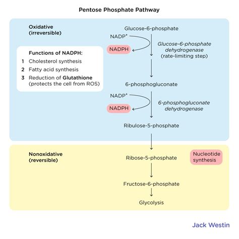 Pentose Phosphate Pathway Glycolysis Gluconeogenesis And The Pentose