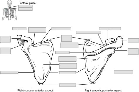 Scapula Diagram Unlabeled