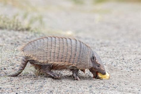 What Do Armadillos Eat Interesting Diet And Eating Habits