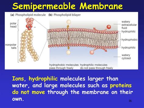 Ppt The Plasma Membrane Powerpoint Presentation Free Download Id 3978729