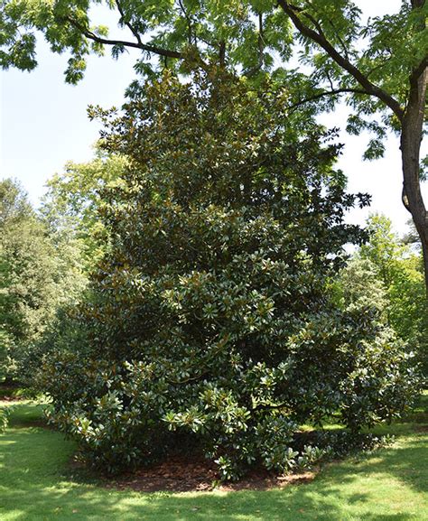 Magnolia Grandiflora Edith Bogue Boething Treeland Farms