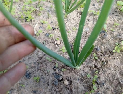 Лучшая подкормка для лука в конце июня Добрый день, дорогие друзья. Лук ...