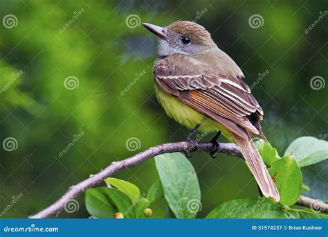 Great Crested Flycatcher Stock Image Image Of Avian 31574237