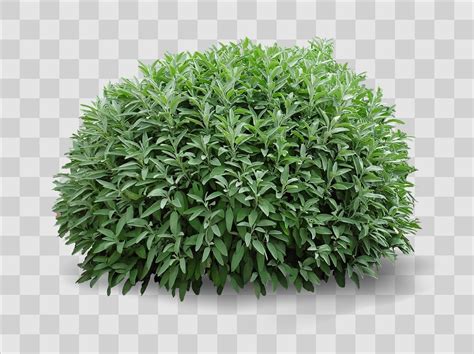 Green Decorative Realistic Bush On The Flower Bed 3078438 Vector Art At