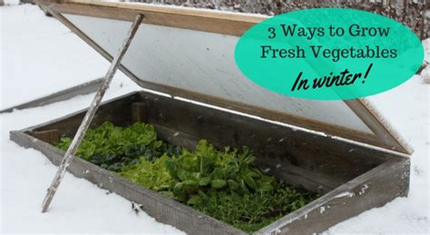 3 Ways to Grow Fresh Vegetables in Winter; cold frames, mulch & more!