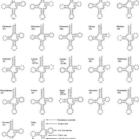 Potential Secondary Structures Of The 22 Inferred TRNAs Of M