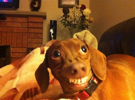 Caption Please Just For Fun Dachshund Funny Dackel Ich Liebe Hunde