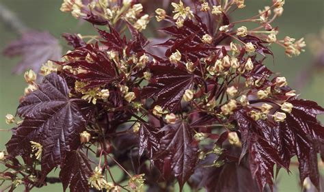 Blutahorn ‘faassen’s Black’ Pflanzen Und Pflegen Mein Schöner Garten