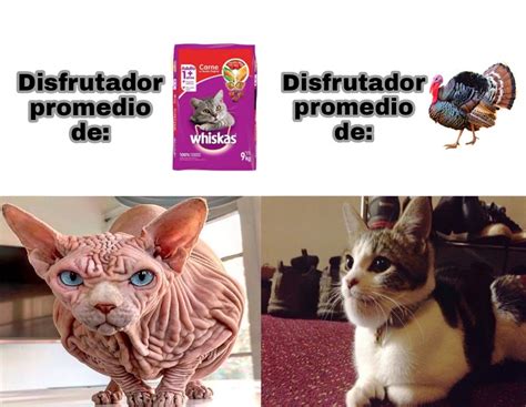 El Mismo Memingo Pero Con Gatos Meme Subido Por MomosNazis