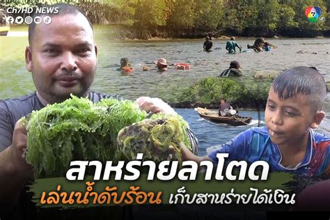 ข่าวสตูล ชาวบ้านลงคลองเก็บสาหร่ายลาโตด สร้างรายได้ในท้องถิ่นปีละกว่า 2 ล้านบาท