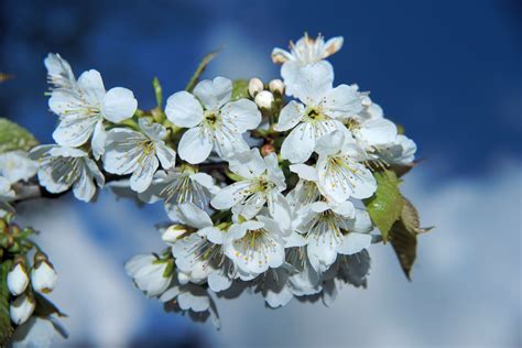 Banco de imagens árvore natureza ramo plantar céu branco fruta