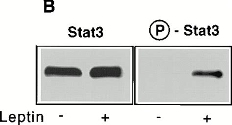 Biological Action Of Leptin As An Angiogenic Factor Science