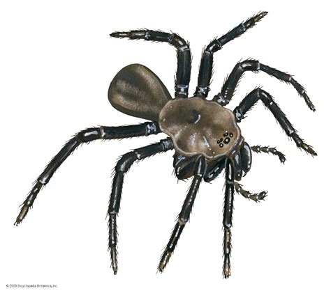 California trapdoor spider - Students | Britannica Kids | Homework Help