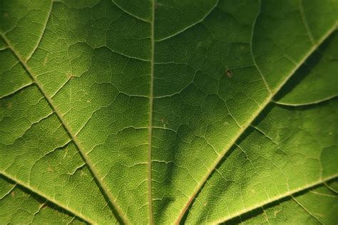 Hoja Arce Venas De Foto Gratis En Pixabay Pixabay