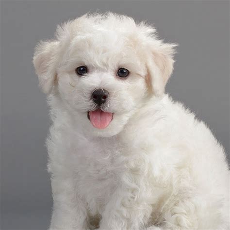 Bichon Poo Puppies For Sale In Dallas Texas