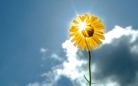 Sunshine Flower : Sunshine Flowers High Resolution Stock Photography ...