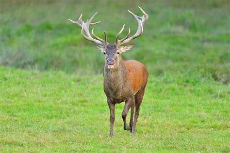 Red Deer, Cervus Elaphus by Raimund Linke