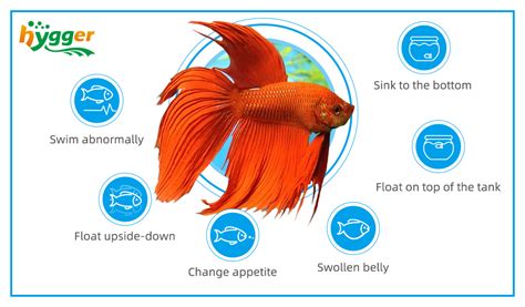 Swim Bladder Disease In Aquarium Fish Hygger