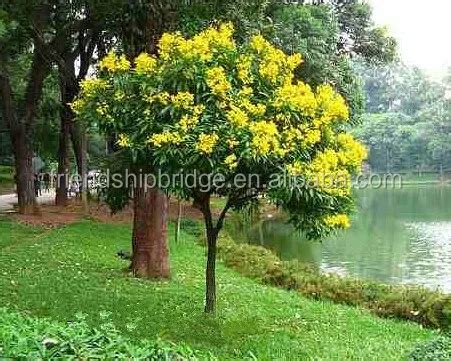 Wholesale Landscape Tree Acacia Confusa - Buy Acacia Confusa Tree ...