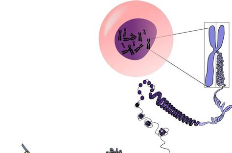 The Weird Male Y Chromosome Has Finally Been Fully Sequenced Can We