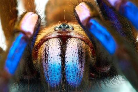 Stunning Electric Blue Tarantula Species Discovered In Thailand