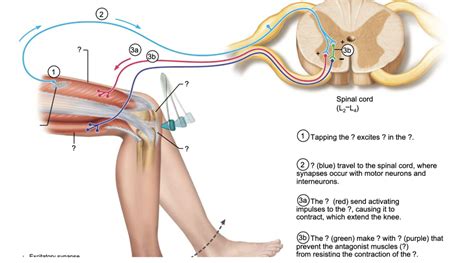 Patellar Reflex Diagram | Quizlet