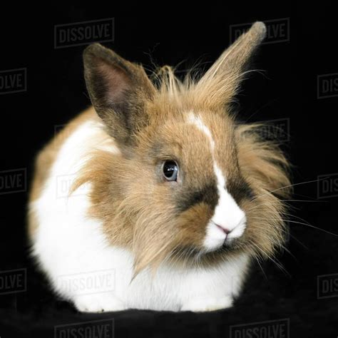 Portrait Of Staring Brown And White Fluffy Rabbit On Black Background