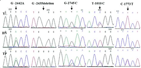 Sequencing Chromatograms Of 5 Snps G 2442a G 2435 Deletion G 2745c