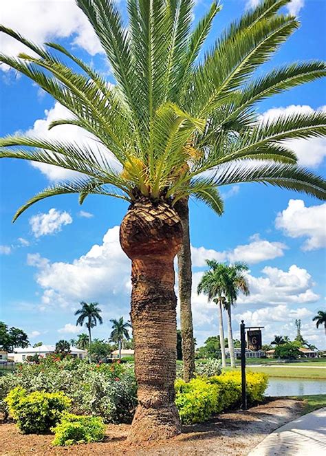 Our Gallery Of Marco Island Work Fortune S Lawn Land Tree Service