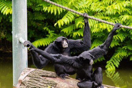 Chimpanzee Facts About The Great Ape Facts Net