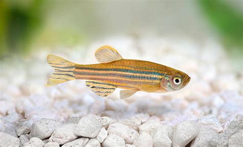 The Zebrafish Information Network (ZFIN) – Clean Research