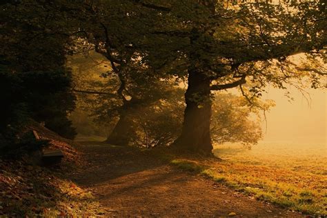 Fondos De Pantalla Luz De Sol Árboles Paisaje Bosque Hojas