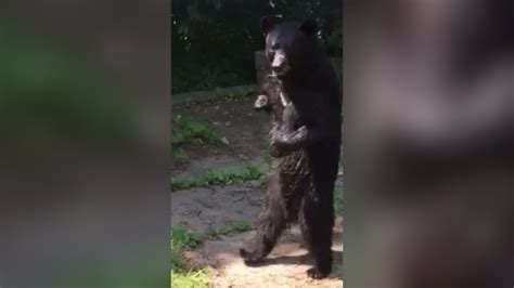 'Pedals' Is Back! NJ Bear That Walks Like Human Re-Emerges | wfmynews2.com